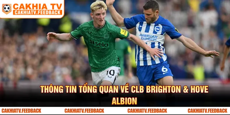 Thông tin tổng quan về CLB Brighton & Hove Albion